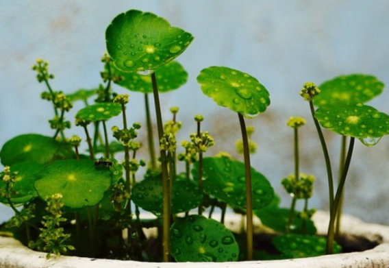 銅錢草長得很高怎么辦 銅錢草怎么防止徒長2