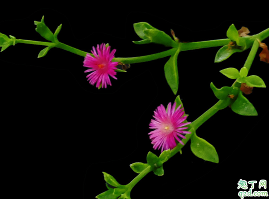 牡丹吊蘭為什么葉子蔫軟 牡丹吊蘭葉子卷縮枯萎怎么辦2