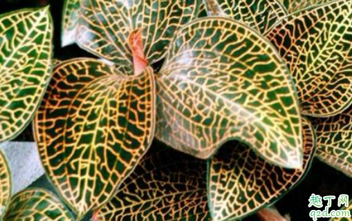 金線蓮多少錢一斤 金線蓮哪里的品種最好3