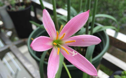 風(fēng)雨蘭好養(yǎng)活嗎風(fēng)雨蘭怎樣養(yǎng)才能夠爆盆