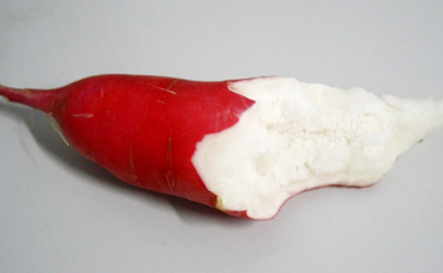 蘿卜糠心是什么意思 水蘿卜糠了是什么原因