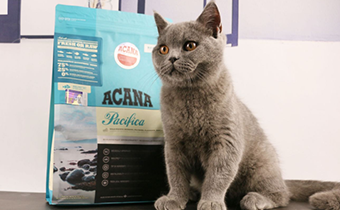 貓糧拌飯可以給狗吃嗎 金毛吃貓糧有事沒有