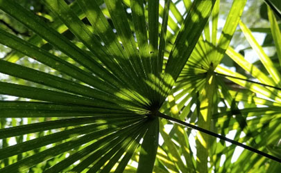 棕竹為啥老是黃葉 棕竹總愛(ài)黃葉怎么補(bǔ)救