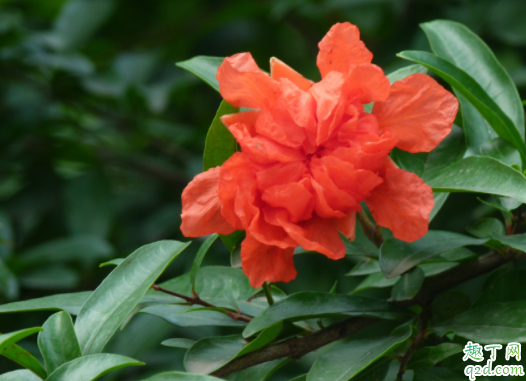 水晶茉莉過(guò)冬溫度是多少了 狗牙花冬天怎么養(yǎng)3