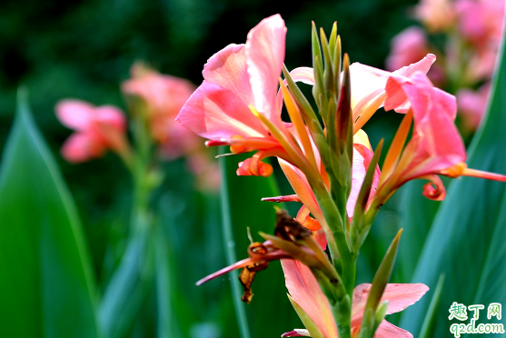 美人蕉爛根是咋回事 美人蕉爛根怎么補救3