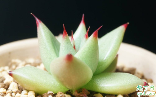 多肉烏木好養(yǎng)嗎 烏木多肉怎么養(yǎng)長得快1