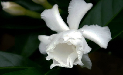 為什么水晶茉莉的花苞會掉 水晶茉莉掉花苞怎么補救