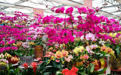 剛買的花換盆土很濕還用澆水嗎 花市買花為什么養(yǎng)不活