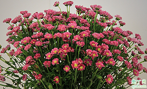 多頭菊花能在室內(nèi)養(yǎng)植嗎 多頭菊花怎樣養(yǎng)花開旺盛2