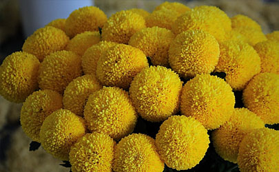 多頭菊花能在室內養(yǎng)植嗎 多頭菊花怎樣養(yǎng)花開旺盛