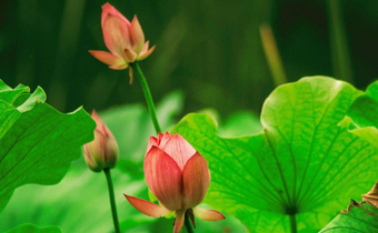 三伏天飲食有什么禁忌 三伏天飲食注意事項(xiàng)