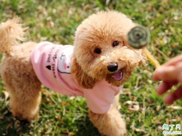 泰迪為何天生很色 為什么泰迪睡覺摸它會抬腿4