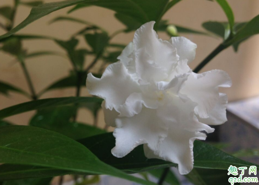 水晶茉莉過(guò)冬溫度是多少了 狗牙花冬天怎么養(yǎng)1