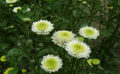 多頭菊生長期一定要摘心嗎 多頭菊花期結(jié)束之后要怎么打理