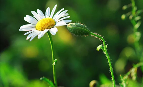 三毛經(jīng)典語(yǔ)錄愛情語(yǔ)錄大全集錦 50條三毛語(yǔ)錄關(guān)于愛情精選2