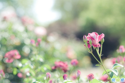 越看越想哭的專屬傷感說說精選帶圖片 傷了累了倦了不愛了的男生說說6