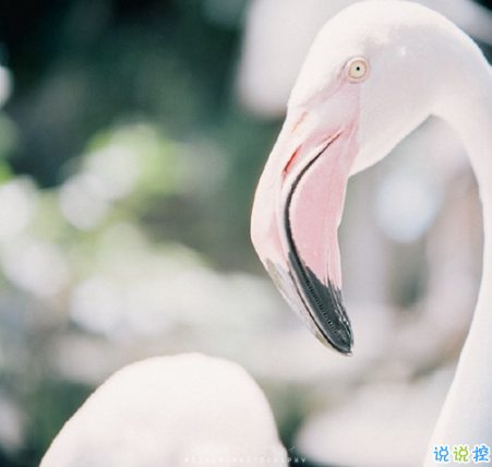 表示無(wú)聊的朋友圈說(shuō)說(shuō)帶圖片：無(wú)聊，是人生的一種正?，F(xiàn)象6