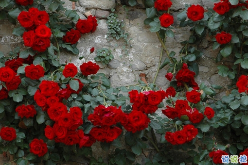 戀愛(ài)中的唯美心情說(shuō)說(shuō)帶圖片 遇到對(duì)的人感到幸福的說(shuō)說(shuō)2