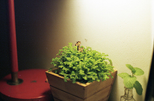 唯美又簡(jiǎn)單的一句話說說帶圖片 你本是這世間獨(dú)一無(wú)二千般好1