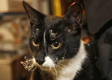 笑死人的說說加圖片：老師說我是攪屎棍，那么我同學(xué)是什么？9