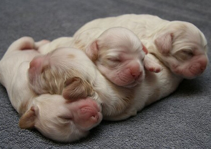 笑死人的說說加圖片：老師說我是攪屎棍，那么我同學(xué)是什么？14