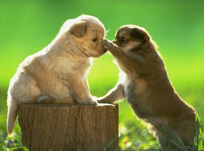 配圖片的朋友說(shuō)說(shuō)：什么是好朋友？有人說(shuō)，那是地球上翻版的自己6