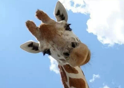 帶圖搞笑說說：早知道這是看臉的世界，當(dāng)初就該拿上學(xué)的錢去整容