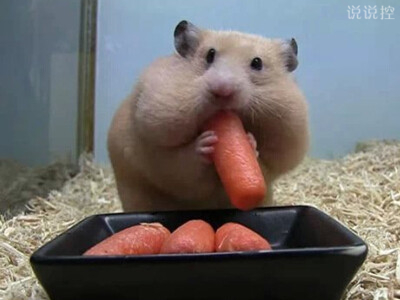 爆笑逗比說說：一個人吃飯總覺得很孤單，但一個人吃零食就不會