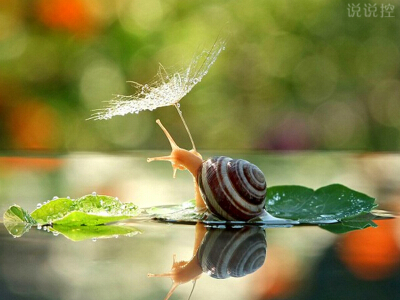 正能量的說(shuō)說(shuō)帶圖片：即使走得再艱難，蝸牛也沒(méi)有放下沉重的殼