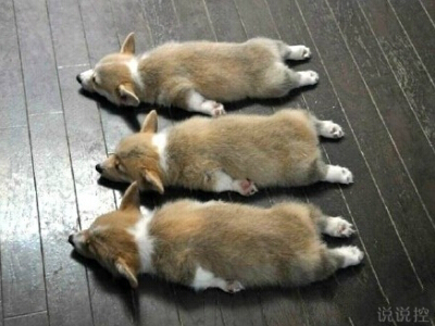 搞笑說(shuō)說(shuō)大全帶圖片4