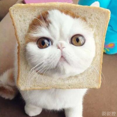 好笑的說說帶圖片，搞笑的說說笑死人帶圖2