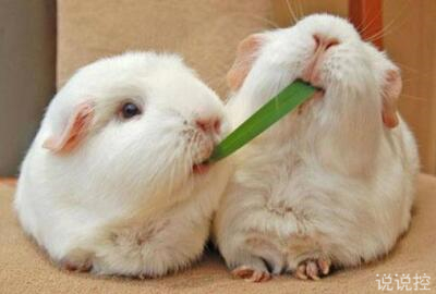 可愛說說萌萌噠，可愛說說大全