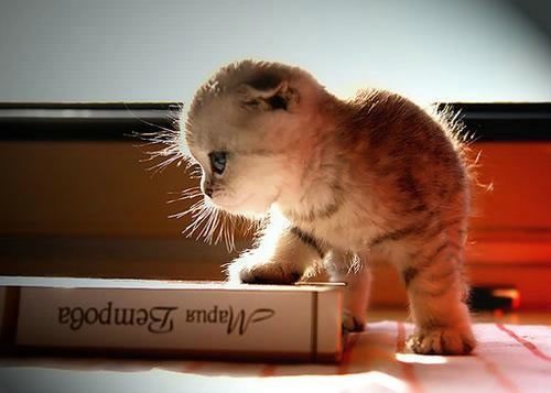 關(guān)于愛情的有些傷感難過(guò)的說(shuō)說(shuō)帶圖片 遇你之后步步都難走9