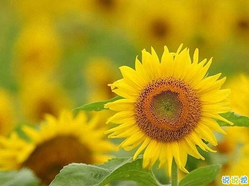 2019高考鼓勵自己的一段話 高考加油經(jīng)典說說致所有考生2