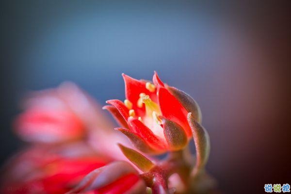 2019豬年初五迎財(cái)神心情短語 2019最新初五迎財(cái)神短信祝福語2