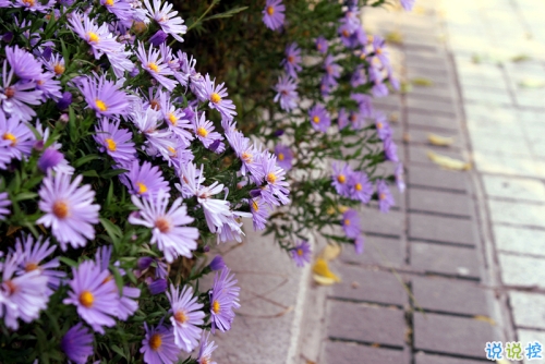 27句無(wú)限浪漫的表白情話合集 真心愛(ài)一個(gè)人的表白說(shuō)說(shuō)2