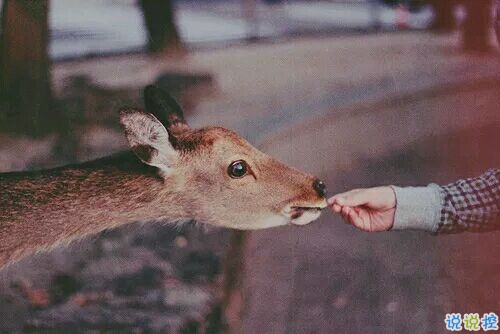帶圖片的勵(lì)志說(shuō)說(shuō)人生感悟 別辜負(fù)了你的野心也別對(duì)不起你受的苦16