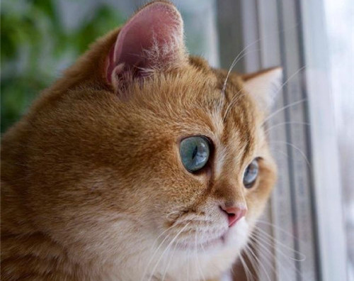 可以戳中中你笑點(diǎn)的搞笑說說帶圖片6