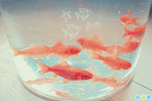 有時幸福又難過傷感的說說帶圖 暗戀是一個人的兵荒馬亂14