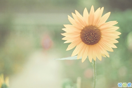 青春年少慢慢成長(zhǎng)變得成熟的個(gè)性說(shuō)說(shuō)帶圖片 2018很經(jīng)典的成熟個(gè)性說(shuō)說(shuō)14