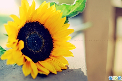 2019經(jīng)典語錄人生感悟 靠天靠地還要靠自己1