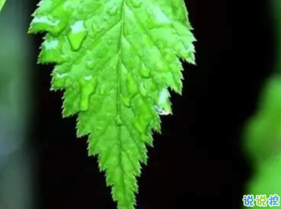 2019谷雨朋友圈說說配圖 谷雨節(jié)發(fā)朋友圈的說說優(yōu)美12