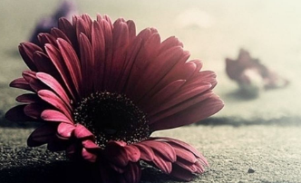 在夢(mèng)里也會(huì)潸然淚下的說(shuō)說(shuō)帶圖 如果時(shí)光倒流峩捫能抓得住什么1