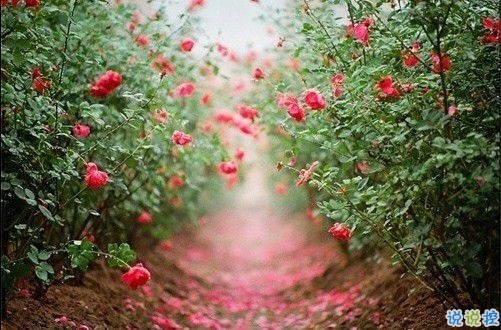 2019最新qq小情話帶圖片大全 最感動的唯美情話說說8