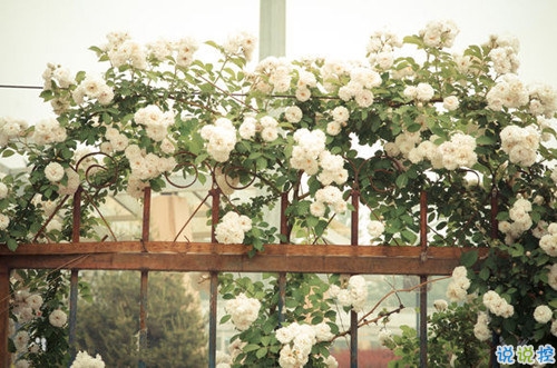 2019唯美說說帶圖片高質量 適合發(fā)朋友圈的唯美句子9