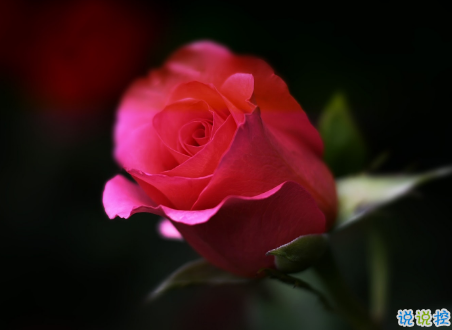 微信朋友圈治愈系早安心語說說 溫暖小清新早安說說大全4