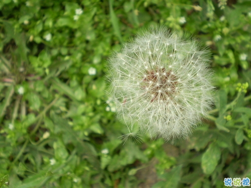 抖音上最搞笑的有趣的句子帶圖片 能讓你笑掉牙的搞笑說說合集13