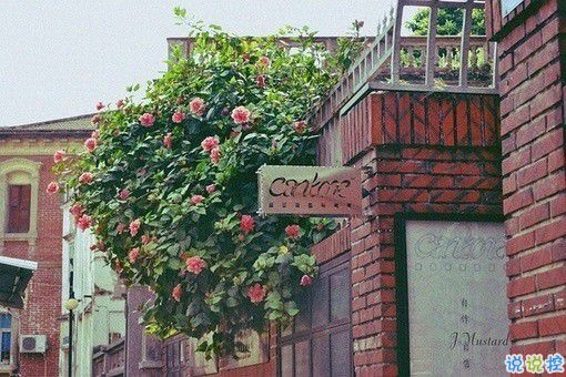 那些和青春夏天有關的唯美簡單小清新圖片句子 陽光傾落風雨都不舍10