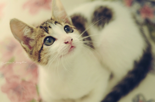 關(guān)于愛情的有些傷感難過(guò)的說(shuō)說(shuō)帶圖片 遇你之后步步都難走11