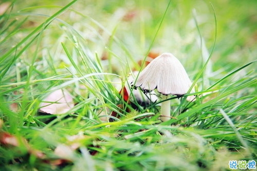 向女朋友求婚的話真實(shí)浪漫點(diǎn) 2019求婚句子大全簡(jiǎn)單帶圖片7